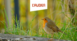 L'Aubier