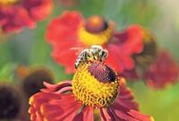 FondsGoetheanum: Die Bienen und wir